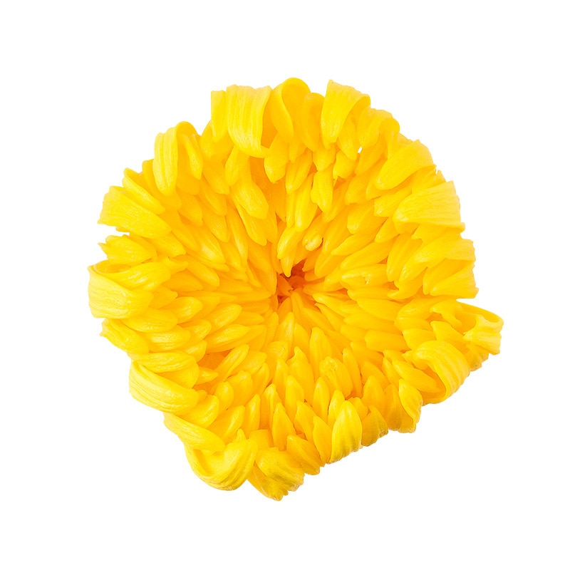 大地農園 プリザーブドフラワー 輪菊　中 04806-500　イエロー 1個（ご注文単位1個）【直送品】