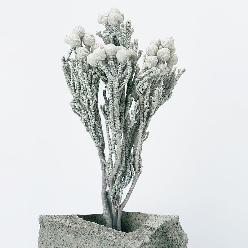 大地農園 ナチュラルドライフラワー シルバーブルニア 40200-012 ウオッシュホワイト 1個(ご注文単位1個)【直送品】