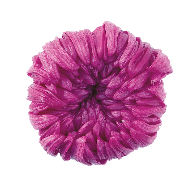 大地農園 プリザーブドフラワー 輪菊　中 04806-261　ラズベリー 1個（ご注文単位1個）【直送品】
