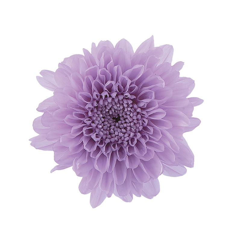 大地農園 プリザーブドフラワー 小菊 03680-451　スウィートライラック 1箱（ご注文単位1箱）【直送品】