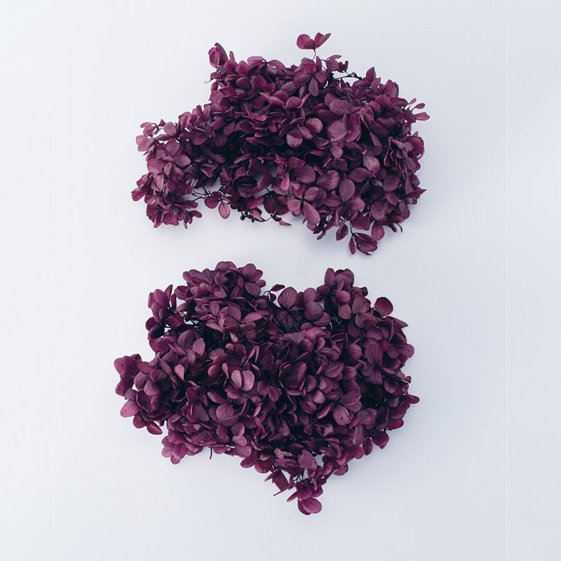 ヴァイオレット