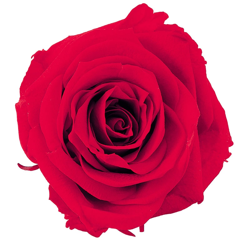 大地農園 プリザーブドローズ シャーロット 02592-321 レッド 1箱(ご注文単位1箱)【直送品】