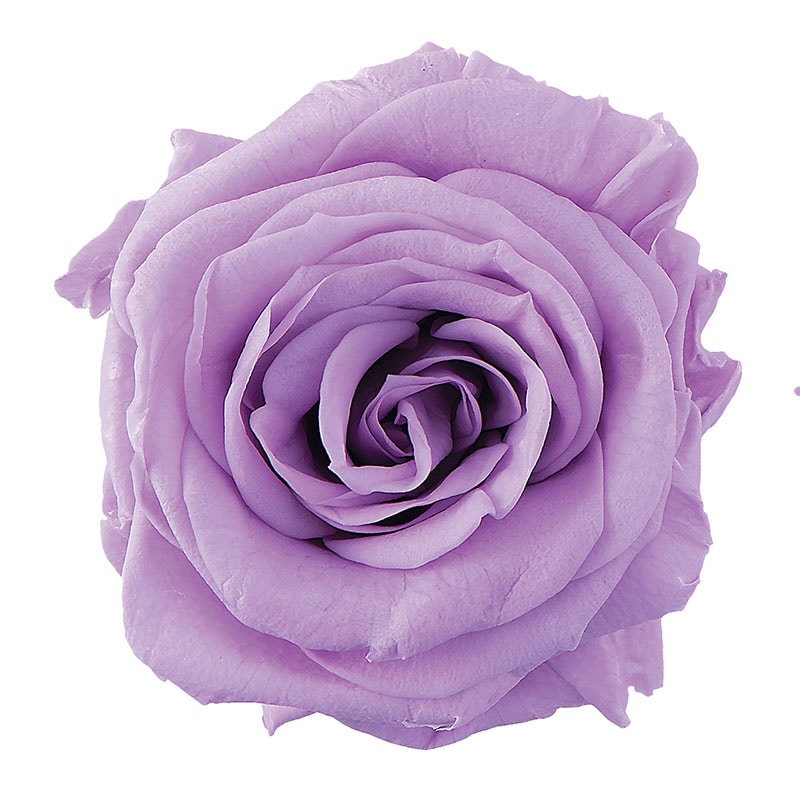 スウィートライラック