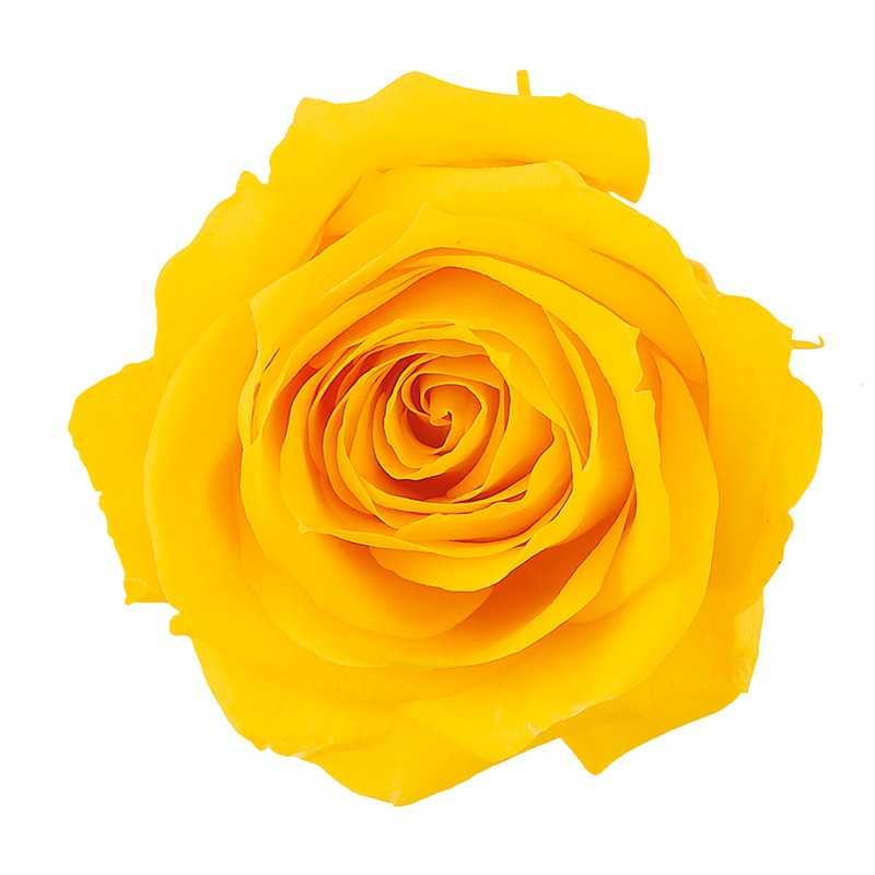 ミモザイエロー