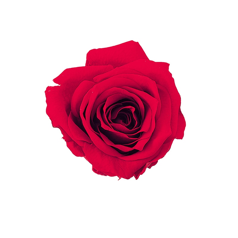 大地農園 プリザーブドローズ プチシャーロット 02591-321 レッド 1箱(ご注文単位1箱)【直送品】