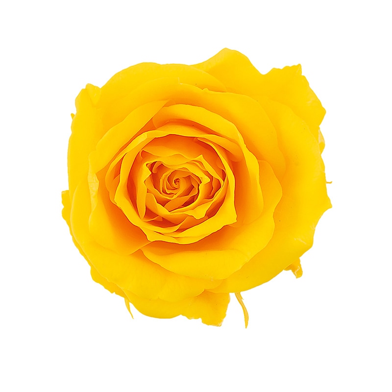 ミモザイエロー