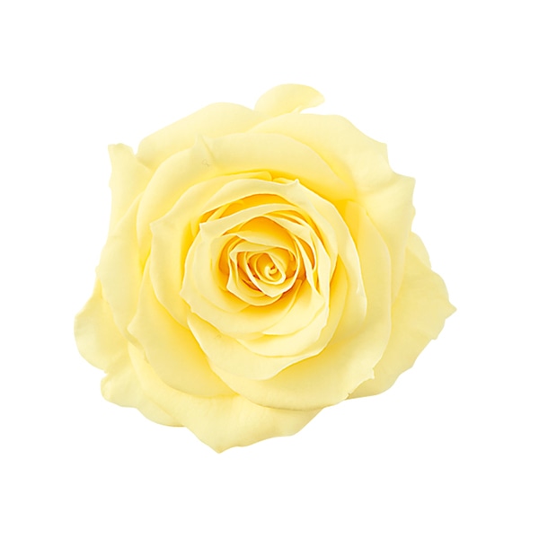 モーニングイエロー