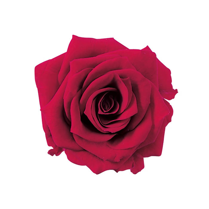 大地農園 プリザーブドローズ シャーロット 02592-331　クイーンレッド 1個（ご注文単位1個）【直送品】