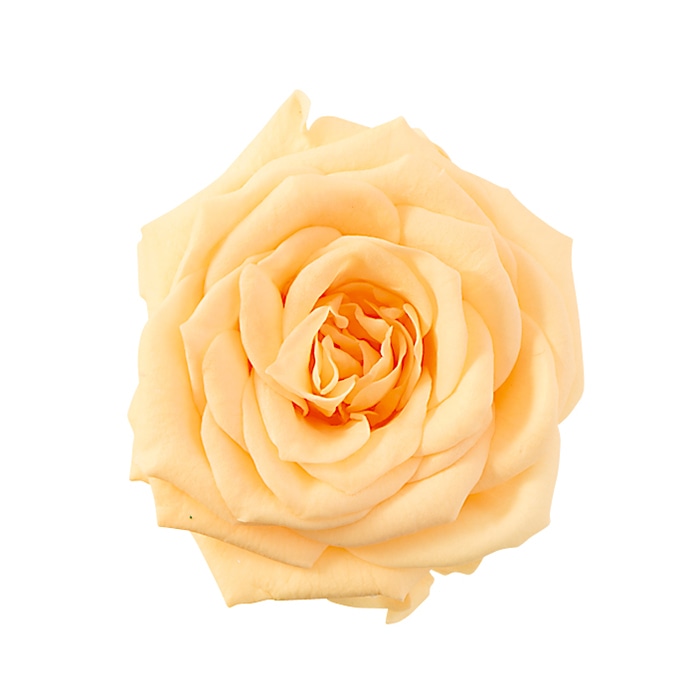 ジュリアオレンジ