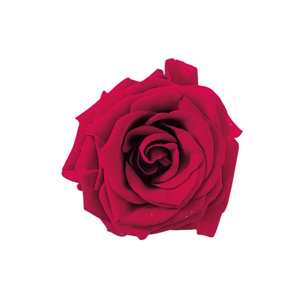 大地農園 プリザーブドローズ プチシャーロット 02591-331　クイーンレッド 1個（ご注文単位1個）【直送品】