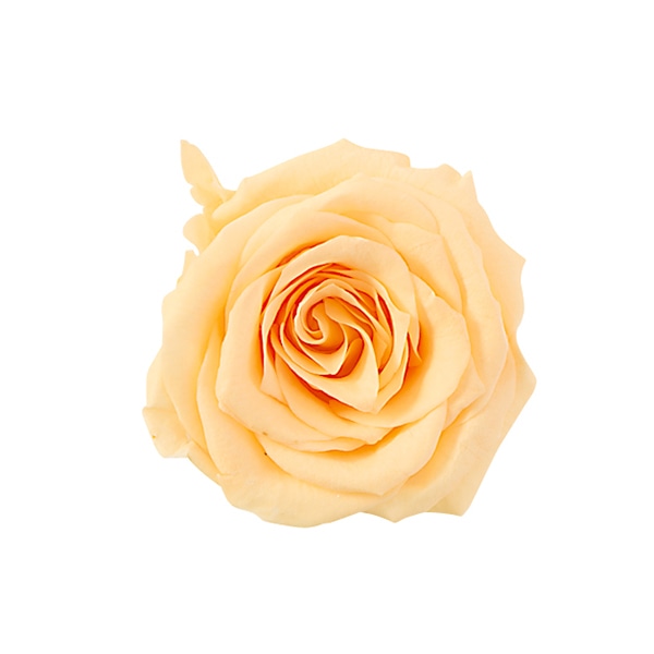 ジュリアオレンジ