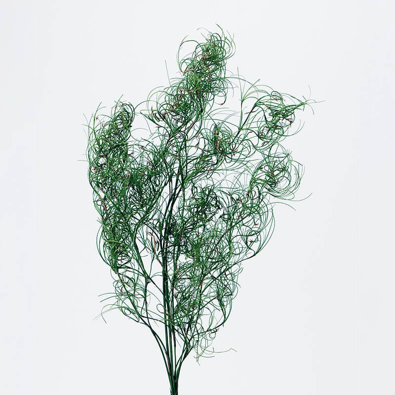 大地農園 プリザーブドグリーン ゴアナクロー 01330-700　グリーン 1個（ご注文単位1個）【直送品】