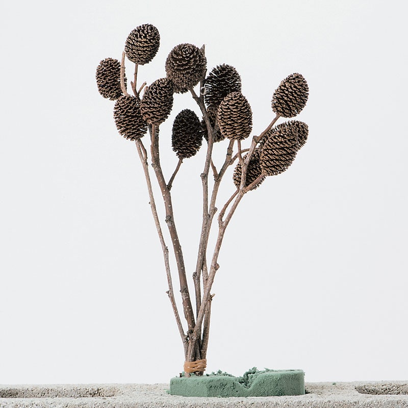 大地農園 木の実 ヤシャブシ小枝 24132-000 1巻(ご注文単位1巻)【直送品】