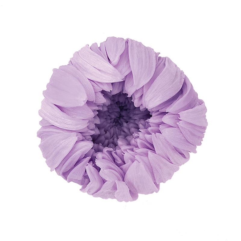 スウィートライラック