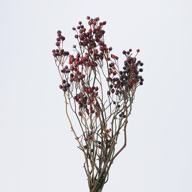 大地農園 ナチュラルドライフラワー 野バラの実 トゲつき 22032-000 1巻(ご注文単位1巻)【直送品】