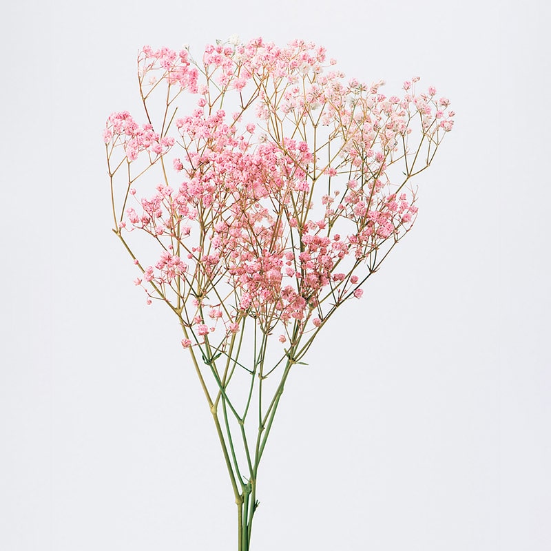 大地農園 プリザーブドフラワー アンティークプリザ カスミ草 00050-100 ピンク 1個(ご注文単位1個)【直送品】