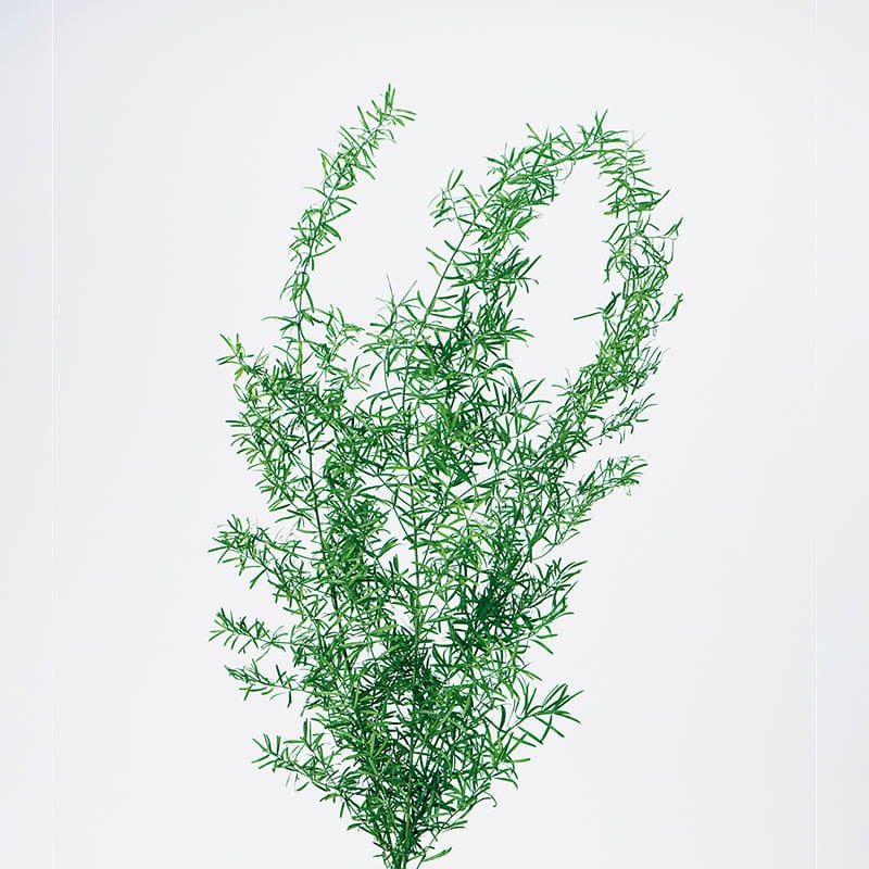 フレッシュグリーン