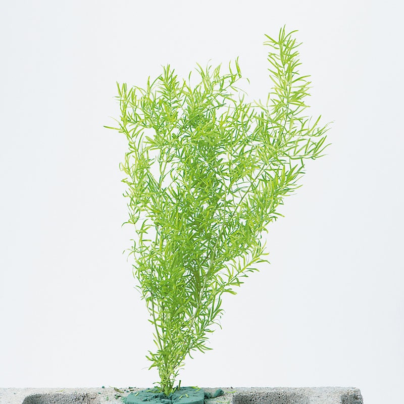 ライムグリーン