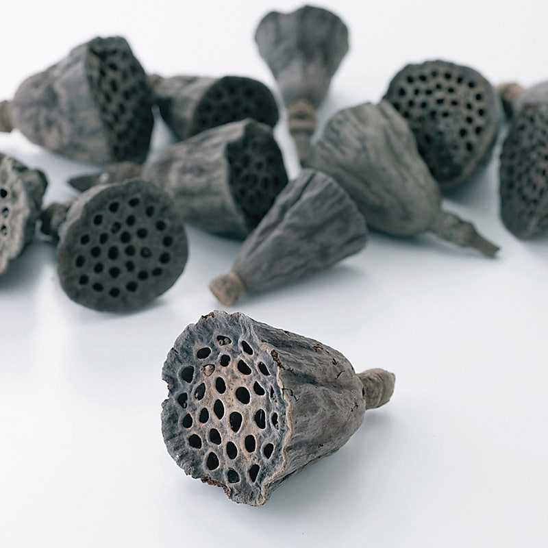 大地農園 木の実ミックス ミニハス 約4cm 22411-000 1巻(ご注文単位1巻)【直送品】