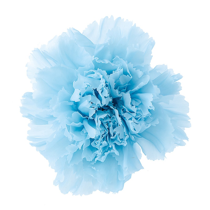 大地農園 プリザーブドフラワー カーネーション 02380-621　ベビーブルー 1個（ご注文単位1個）【直送品】