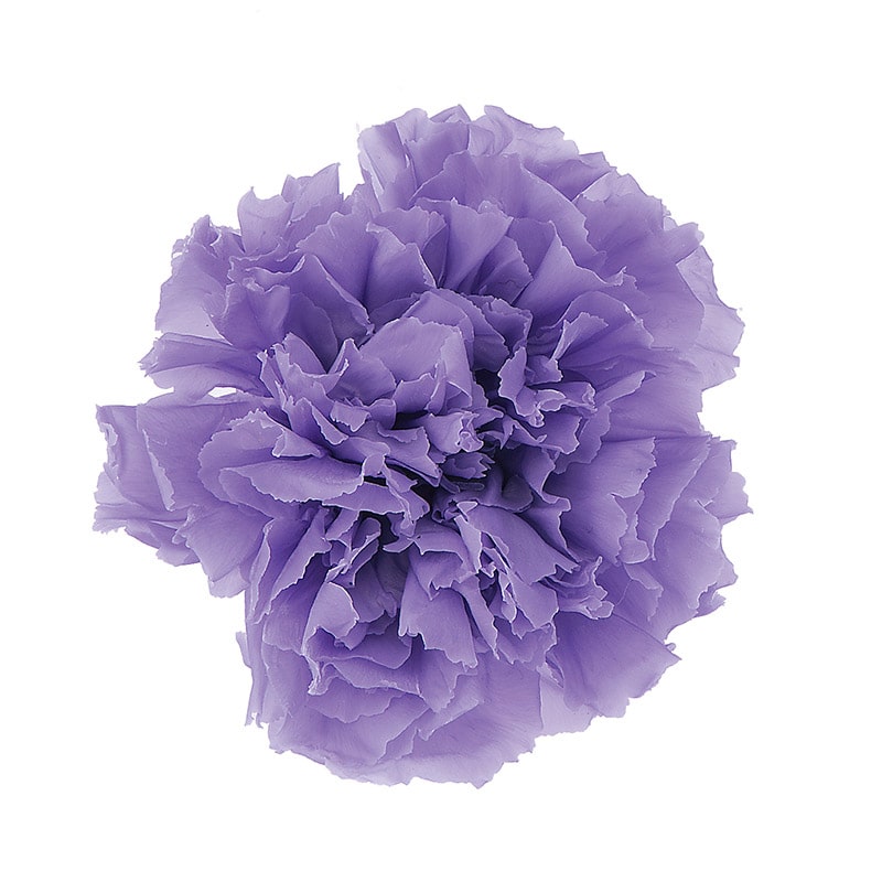 大地農園 プリザーブドフラワー カーネーション 02380-411　ラベンダー 1個（ご注文単位1個）【直送品】