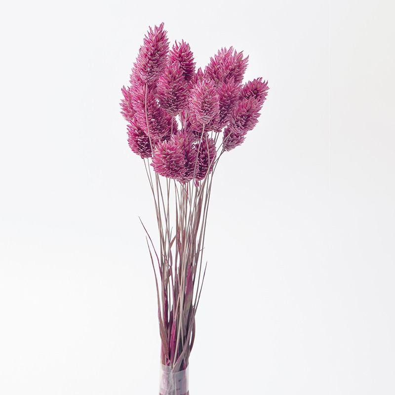 大地農園 カラードライフラワー ポアプランツ 42020-130 クラシックピンク 1束(ご注文単位1束)【直送品】