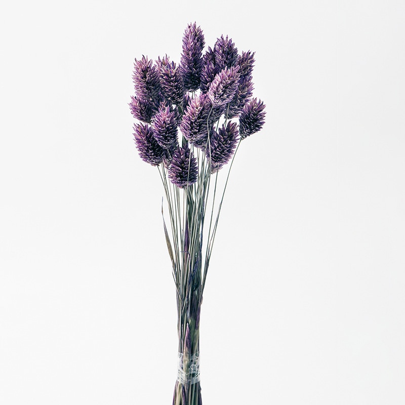 大地農園 カラードライフラワー ポアプランツ 42020-430　クラシックパープル 1束（ご注文単位1束）【直送品】
