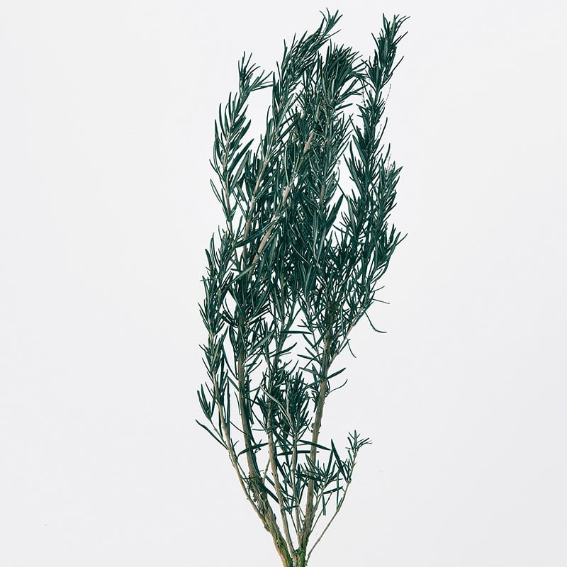 大地農園 プリザーブドグリーン ローズマリー 00180-700　グリーン 1束（ご注文単位1束）【直送品】