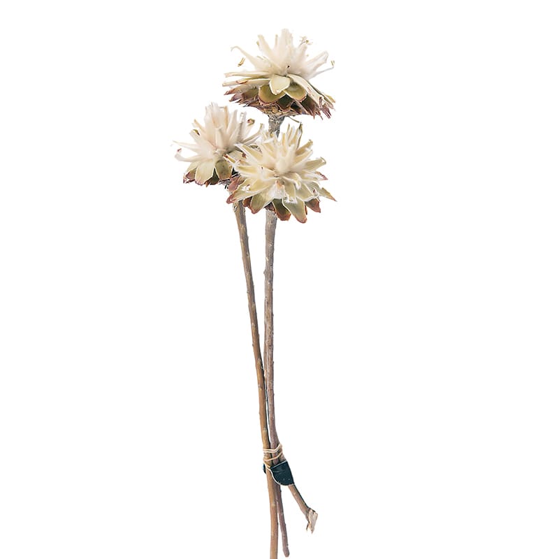 大地農園 ワイルドフラワー スターコーンステム付 24412-000 1束（ご注文単位1束）【直送品】