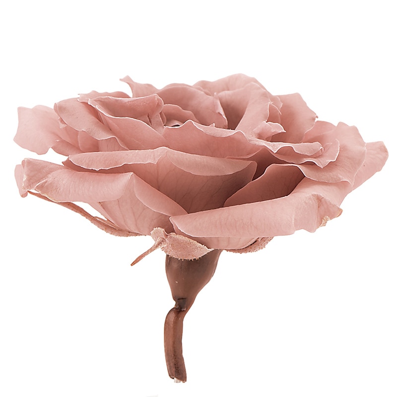 大地農園 プリザーブドローズ マジョリカ サイズアソート 01030-192 モーブピンク 1箱(ご注文単位1箱)【直送品】