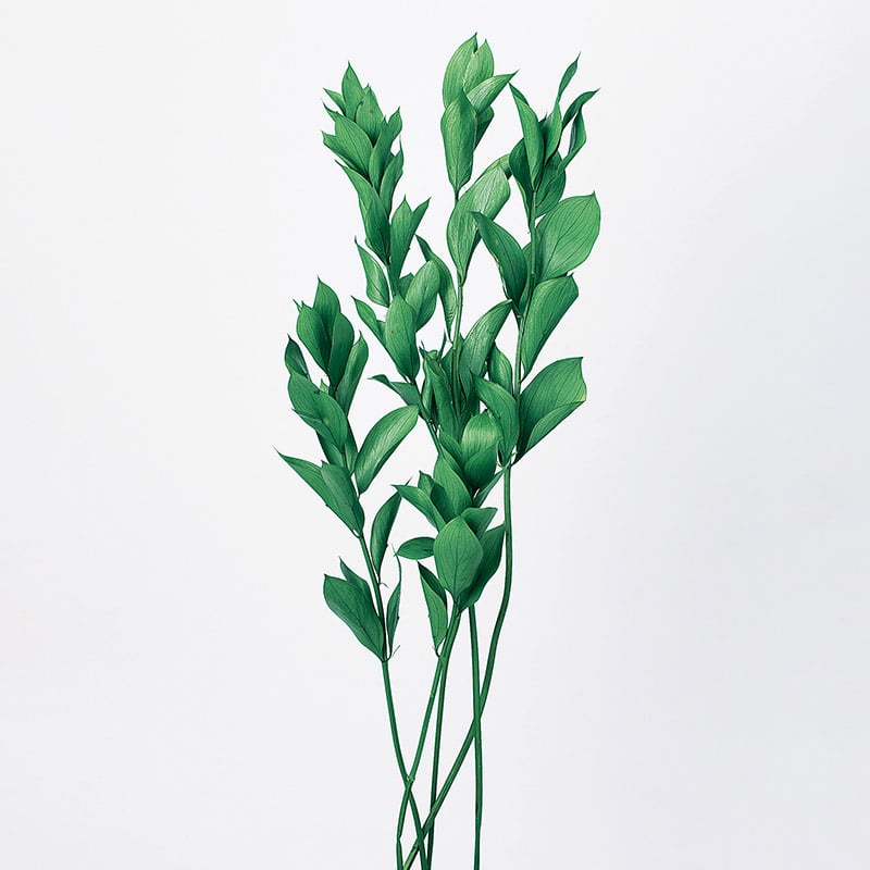 大地農園 プリザーブドグリーン ルスカス　ガーデン 03950-730　フレッシュグリーン 1束（ご注文単位1束）【直送品】