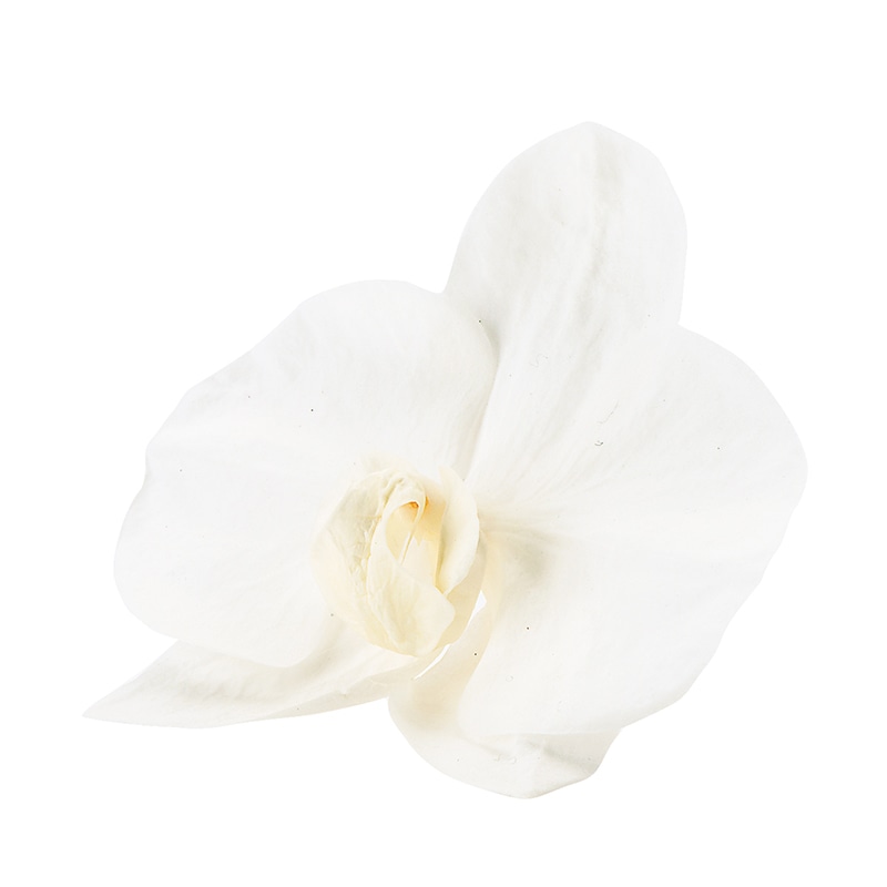 大地農園 プリザーブドフラワー コチョウラン ホワイトビューティー 00340-001 ピュアホワイト 1箱(ご注文単位1箱)【直送品】