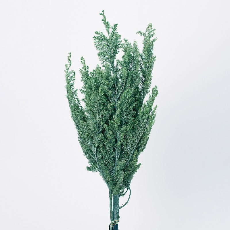 大地農園 クリスマスグリーン ソフトヒムロスギ 01322-722　パウダーグリーン 1束（ご注文単位1束）【直送品】