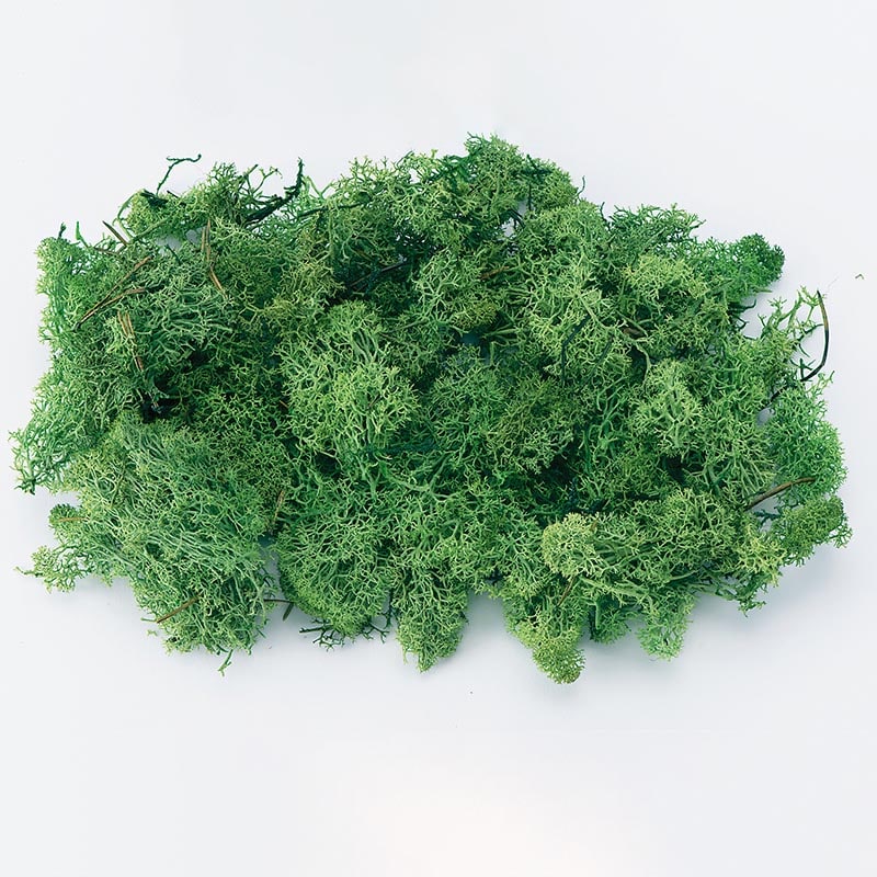 大地農園 モス アイスランドモス　大袋　500g 61073-730　フレッシュグリーン 1箱（ご注文単位1箱）【直送品】