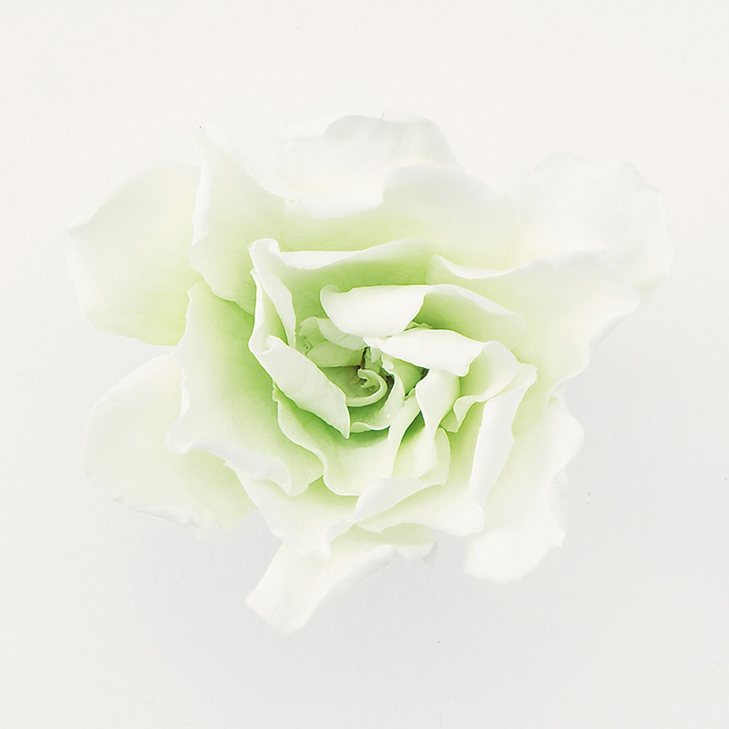 大地農園 プリザーブドフラワー ソフトクチナシ　パルフェ 01063-703　ホワイトグリーン 1箱（ご注文単位1箱）【直送品】