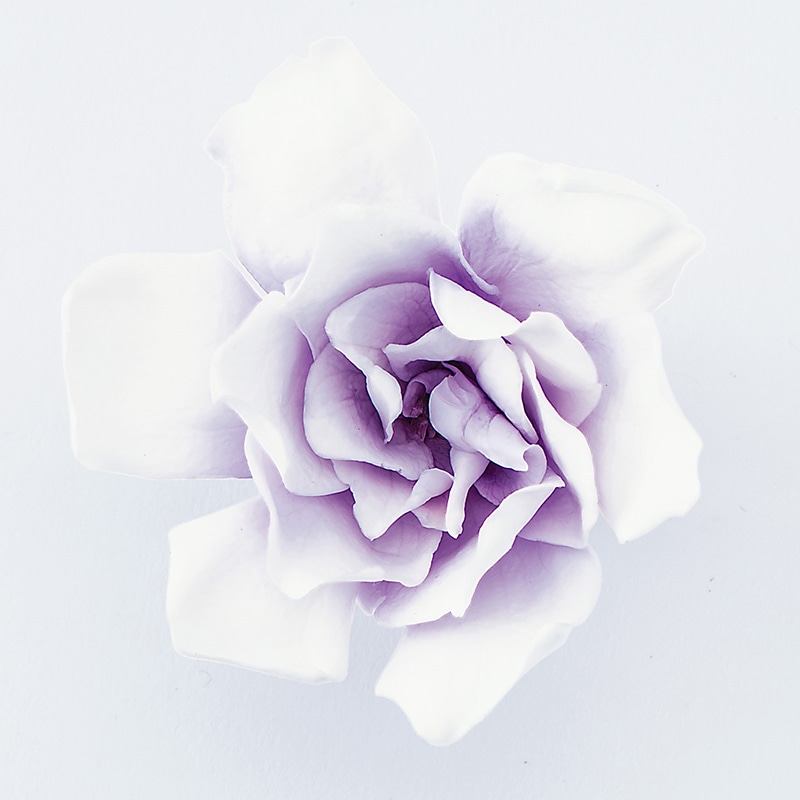大地農園 プリザーブドフラワー ソフトクチナシ　パルフェ 01063-403　ホワイトパープル 1箱（ご注文単位1箱）【直送品】