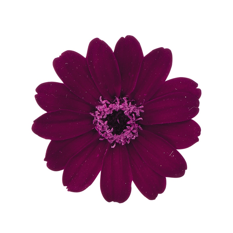 大地農園 プリザーブドフラワー ジニア　小 03461-471　チョコレートワイン 1箱（ご注文単位1箱）【直送品】