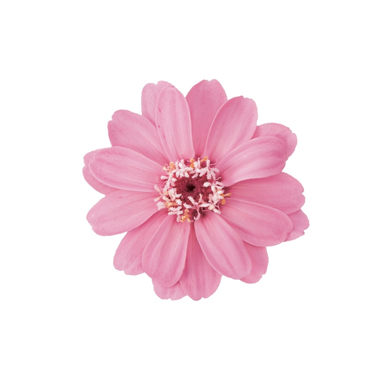 大地農園 プリザーブドフラワー ジニア　小 03461-111　クリスタルピンク 1箱（ご注文単位1箱）【直送品】