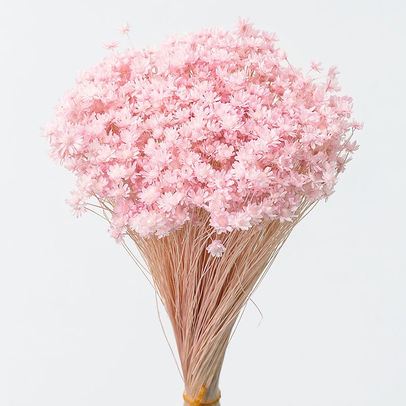 大地農園 カラードライフラワー スターフラワー　ミニ 30194-101　ブライダルピンク 1束（ご注文単位1束）【直送品】