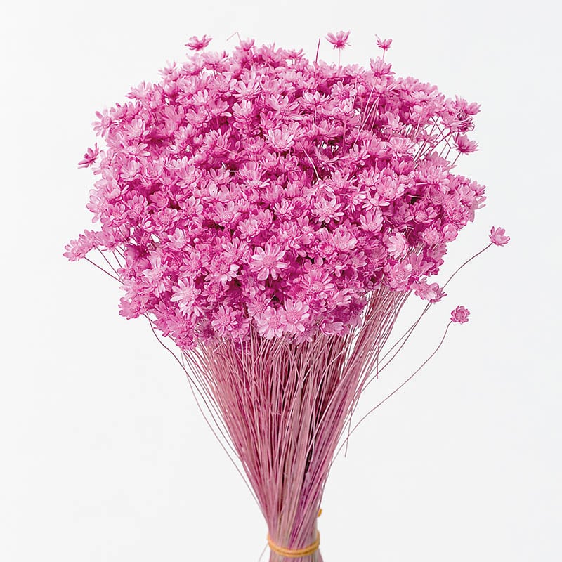 大地農園 カラードライフラワー スターフラワー　ミニ 30194-221　ストロベリー 1束（ご注文単位1束）【直送品】