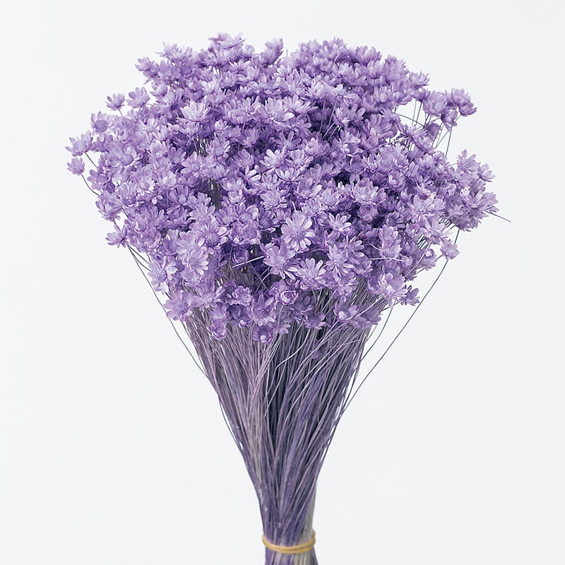 大地農園 カラードライフラワー スターフラワー　ミニ 30194-411　ライトパープル 1束（ご注文単位1束）【直送品】