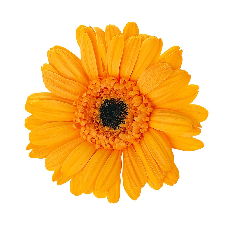 大地農園 プリザーブドフラワー ガーベラ 03170-355　フルーティオレンジ 1箱（ご注文単位1箱）【直送品】