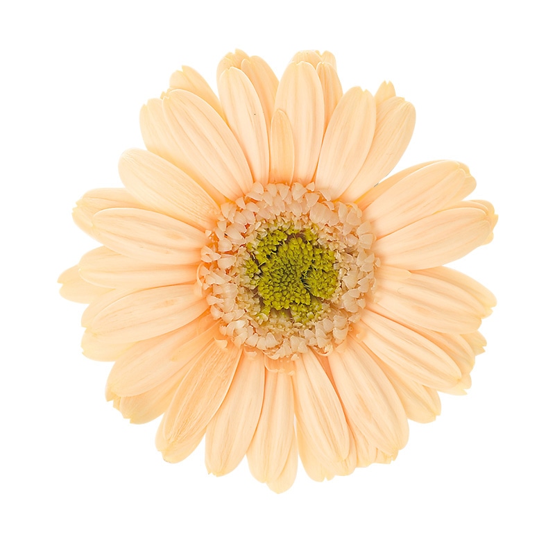 大地農園 プリザーブドフラワー ガーベラ 03170-365　ジュリアオレンジ 1箱（ご注文単位1箱）【直送品】