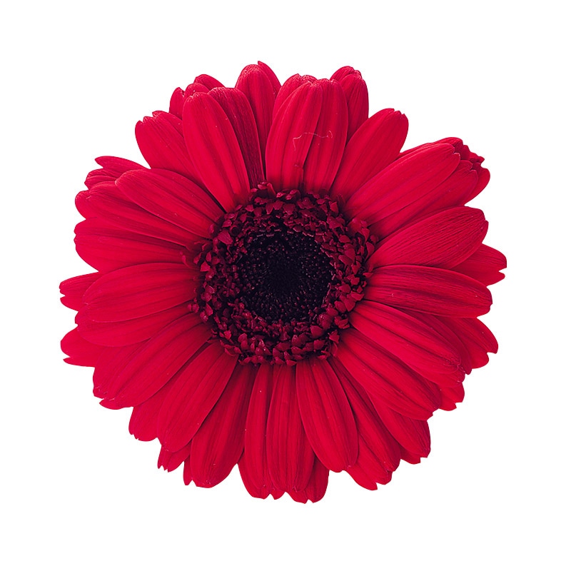 大地農園 プリザーブドフラワー ガーベラ 03170-305　レッド 1箱（ご注文単位1箱）【直送品】