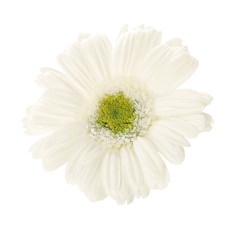大地農園 プリザーブドフラワー ガーベラ 03170-015　白 1箱（ご注文単位1箱）【直送品】