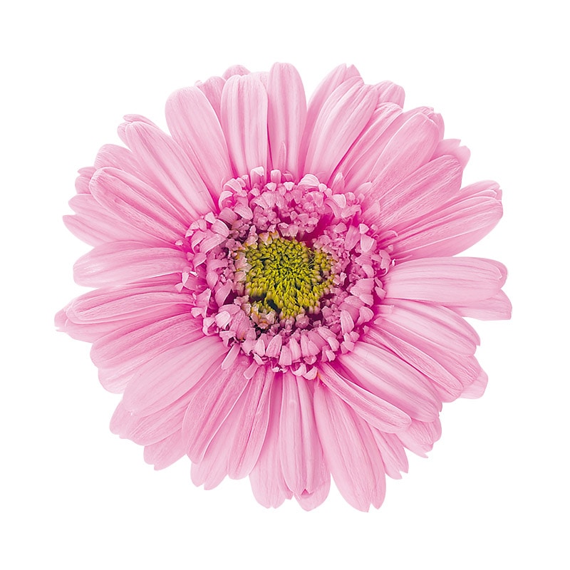 大地農園 プリザーブドフラワー ガーベラ 03170-185　プリンセスピンク 1箱（ご注文単位1箱）【直送品】