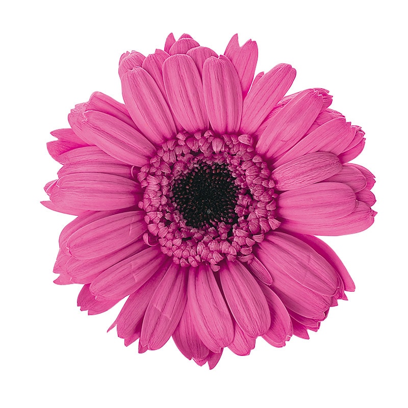 大地農園 プリザーブドフラワー ガーベラ 03170-225　ストロベリー 1箱（ご注文単位1箱）【直送品】