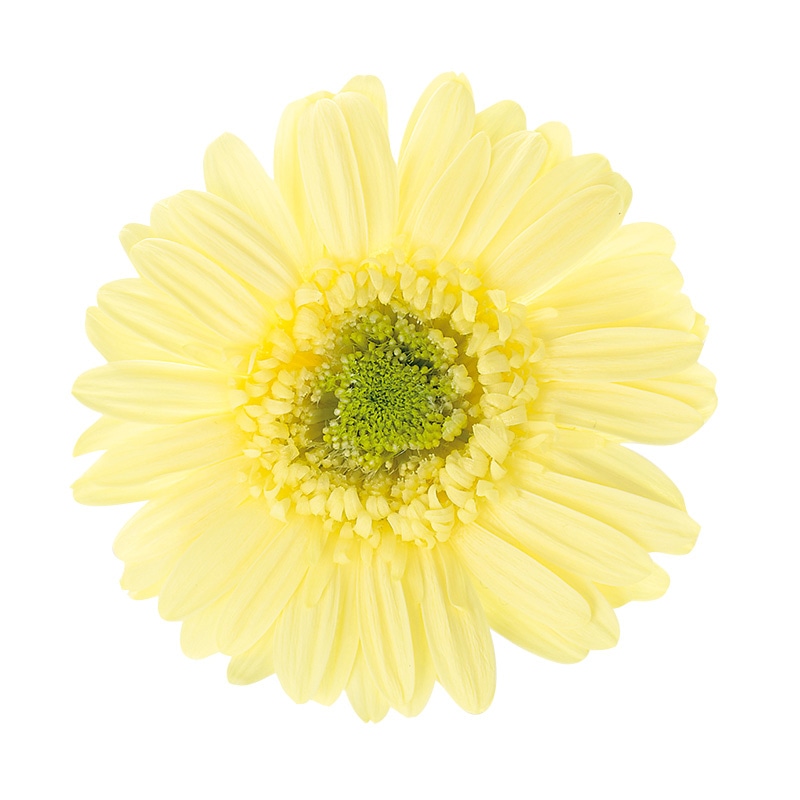 大地農園 プリザーブドフラワー ガーベラ 03170-505　モーニングイエロー 1箱（ご注文単位1箱）【直送品】