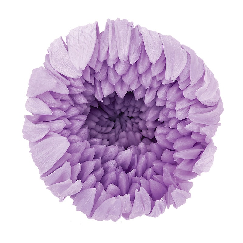 大地農園 プリザーブドフラワー 輪菊　中 04806-451　スウィートライラック 1箱（ご注文単位1箱）【直送品】