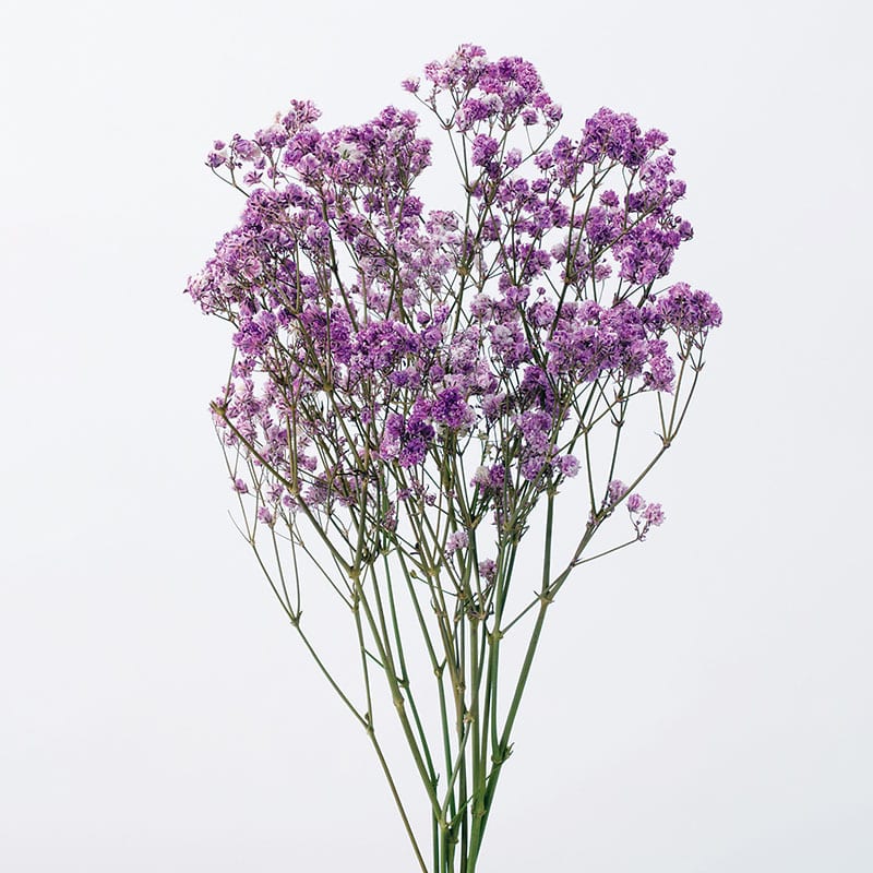 大地農園 プリザーブドフラワー アンティークプリザ カスミ草 00050-470 ライラック 1束(ご注文単位1束)【直送品】